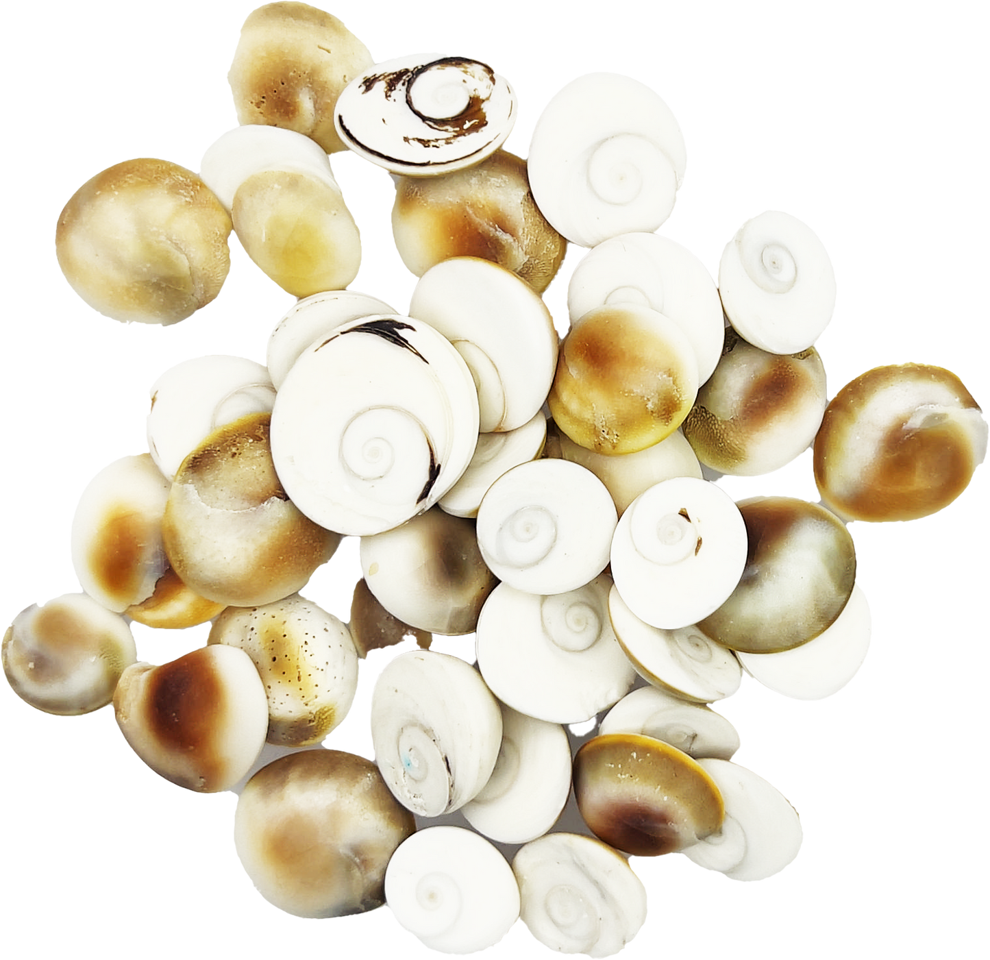 Gomti Chakra (1 dozen)