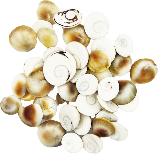 Gomti Chakra (1 dozen)