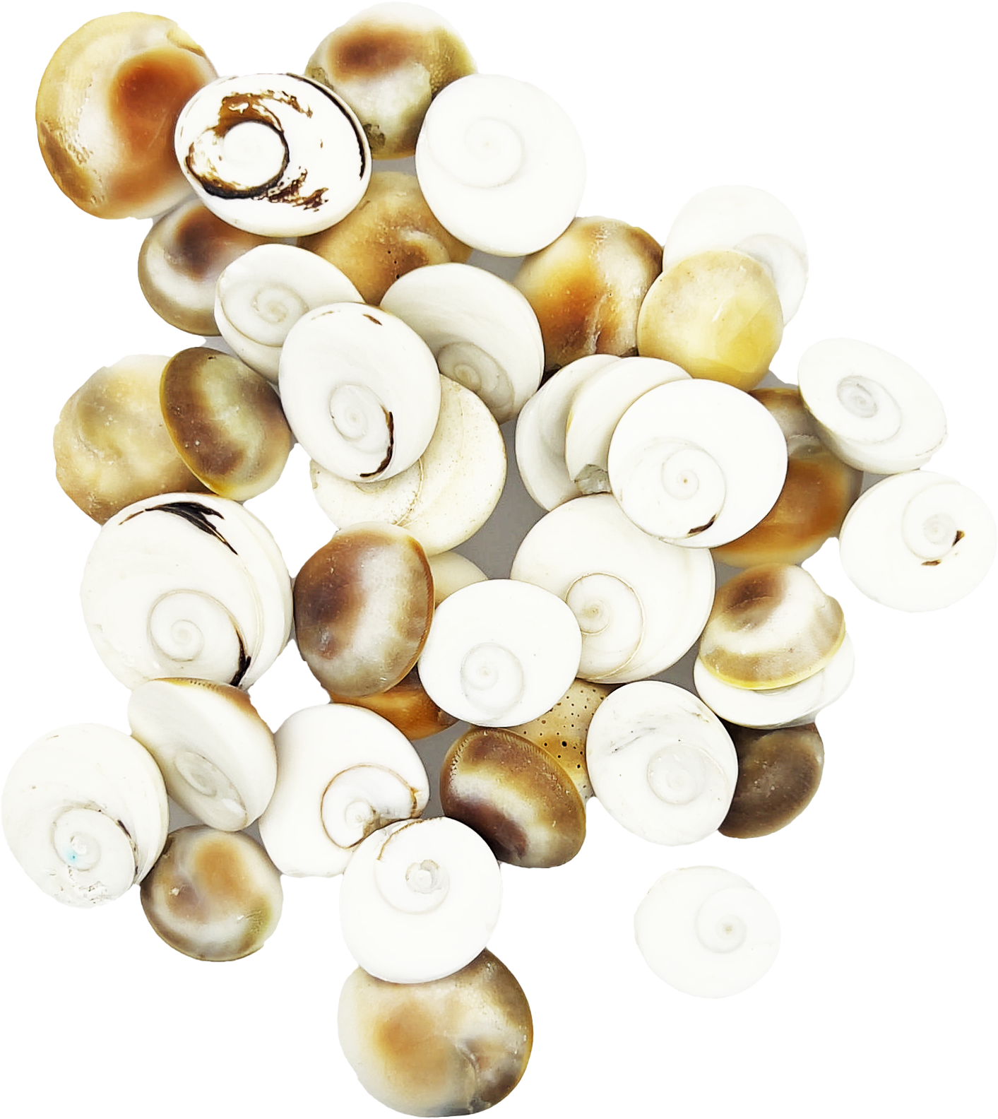 Gomti Chakra (1 dozen)