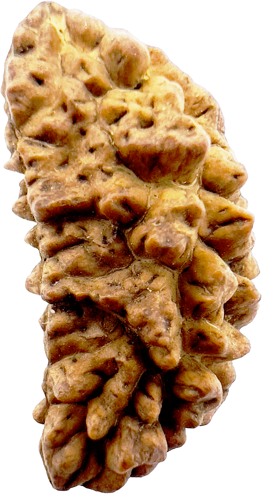 1 Mukhi Rudraksha (Indonesian) Certified