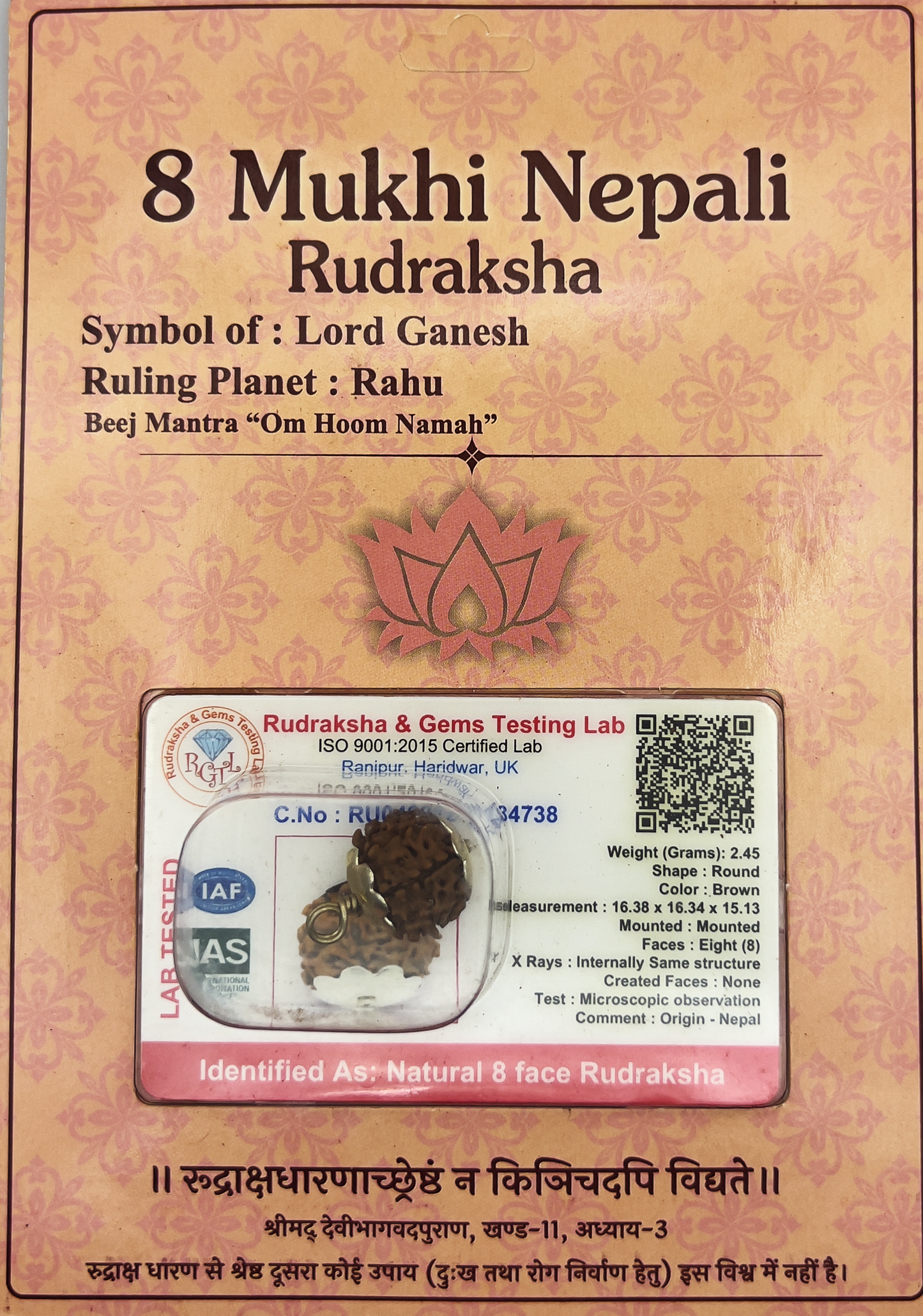 8 Mukhi Nepali Rudraksha (Certified)