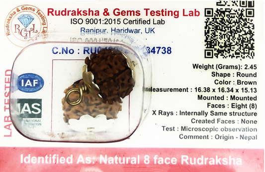 8 Mukhi Nepali Rudraksha (Certified)