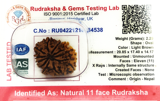 11 Mukhi Nepali Rudraksha (Certified)