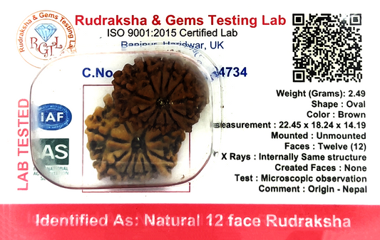 12 Mukhi Nepali Rudraksha (Certified)