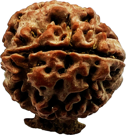 Ganesh Rudraksha (Certified)