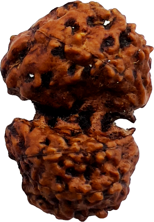 Gauri Shankar Rudraksha (Certified)