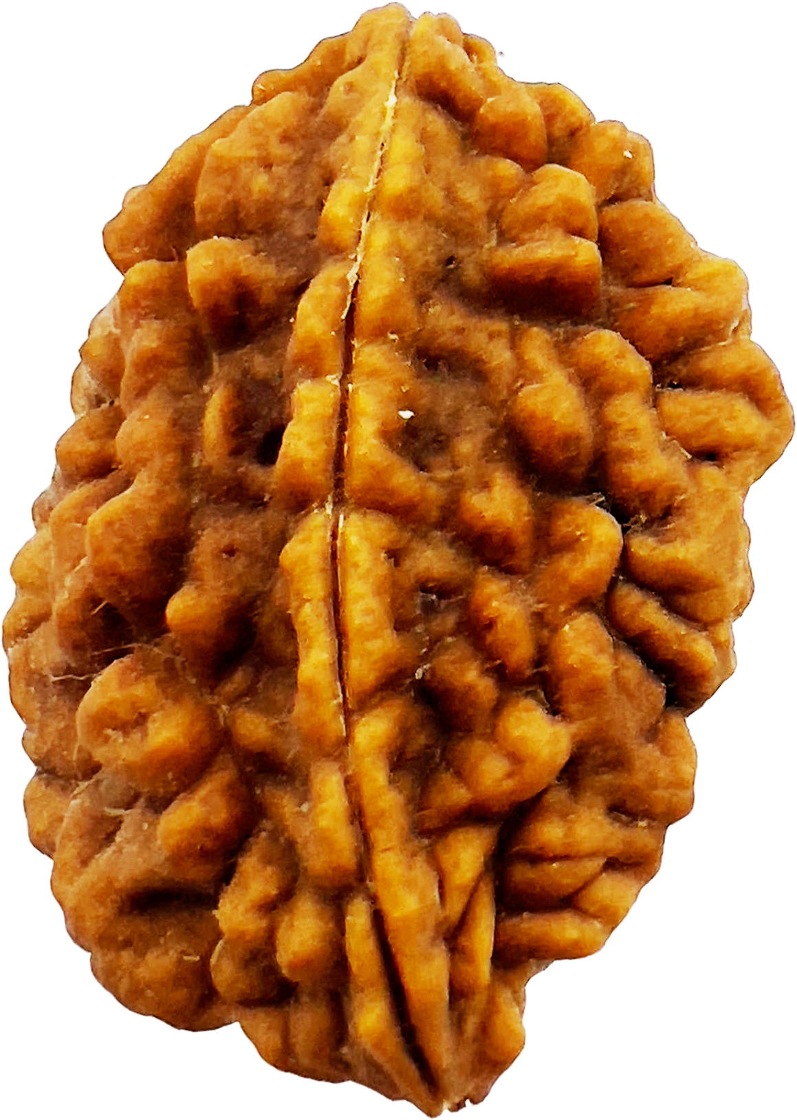 2 Mukhi Rudraksha (Certified)