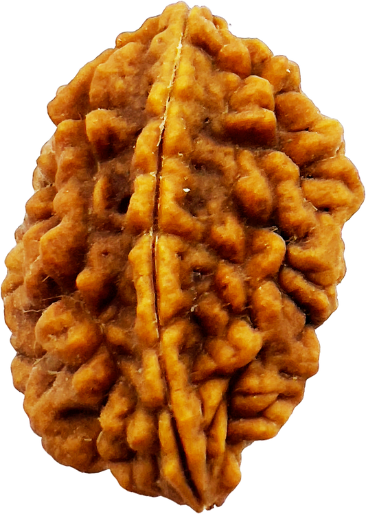 2 Mukhi Rudraksha (Certified)