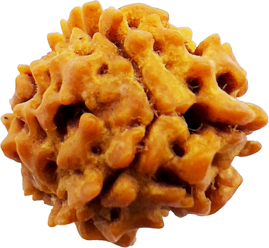 3 Mukhi Rudraksha (Indonesian)