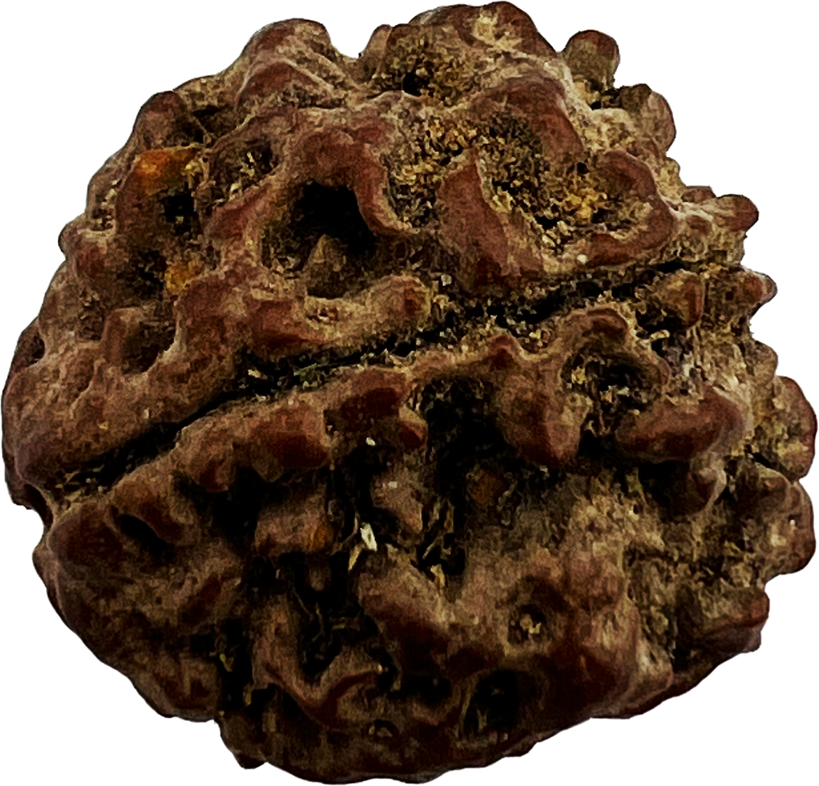 4 Mukhi Rudraksha (Indonesian,Certified)