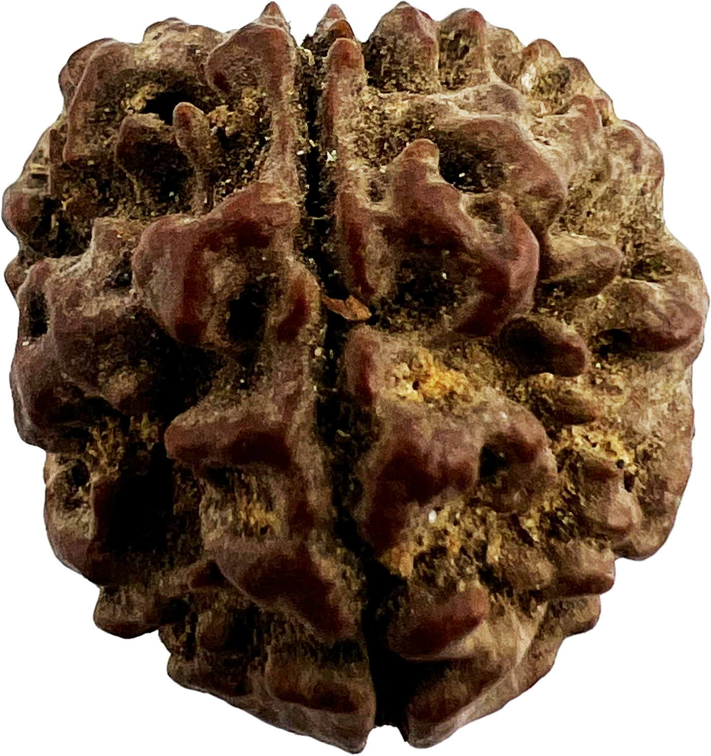 4 Mukhi Rudraksha (Indonesian,Certified)