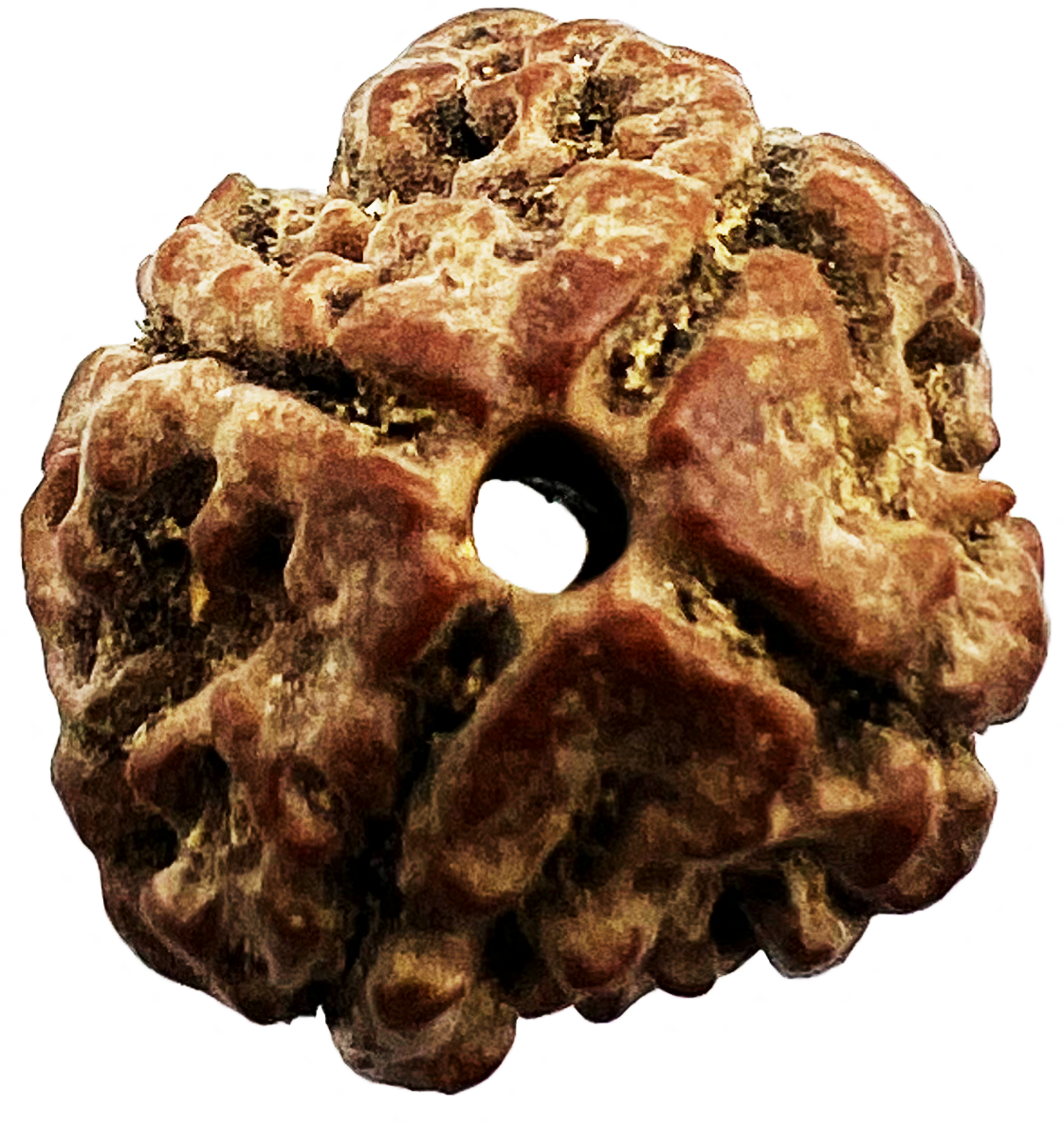 4 Mukhi Rudraksha (Indonesian,Certified)