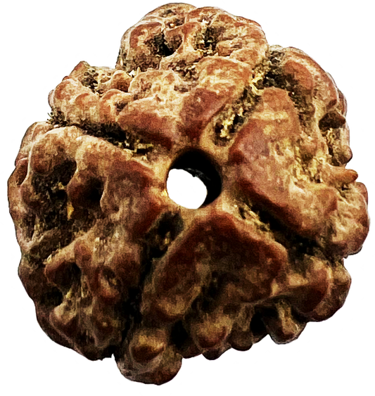 4 Mukhi Rudraksha (Indonesian,Certified)