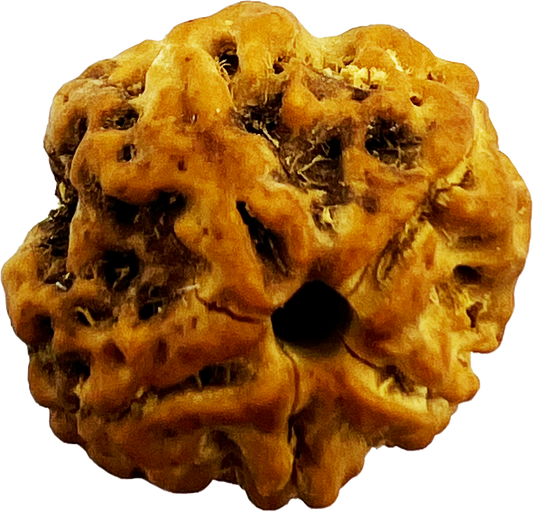 5 Mukhi Rudraksha (Indonesian)