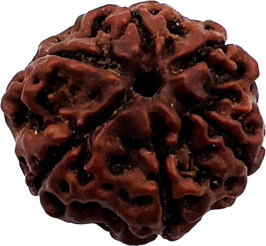 6 Mukhi Rudraksha (Indonesian)