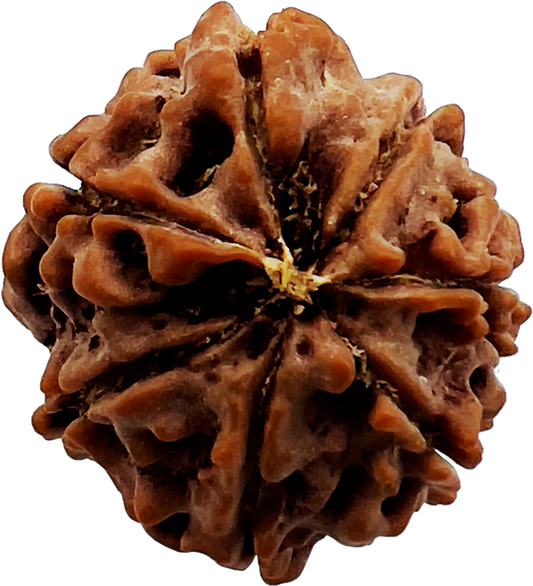 7 Mukhi Rudraksha (Indonesian)